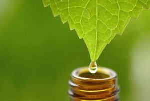 oe-tea-tree